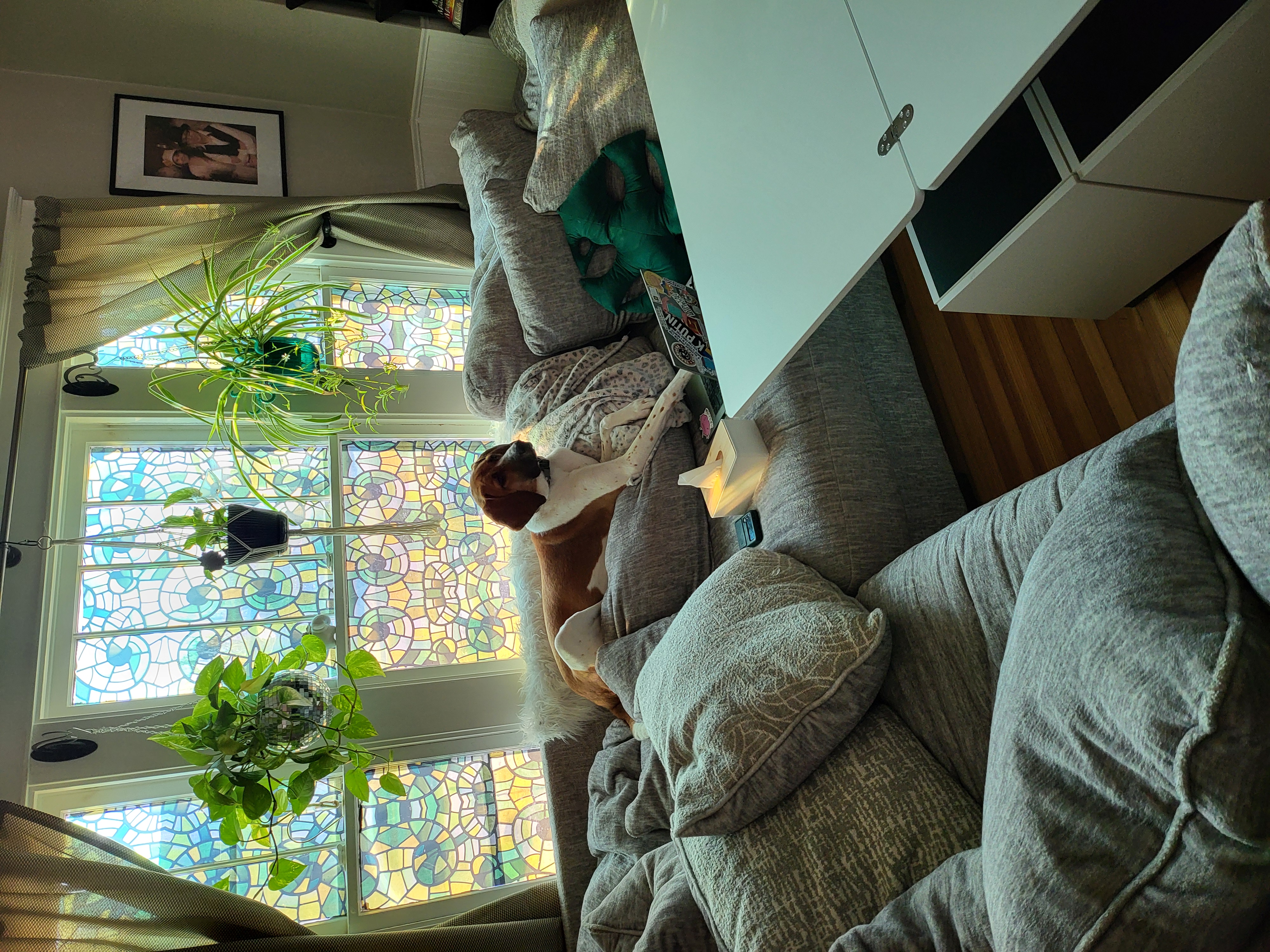 My Dog Karla working on a PC on the couch