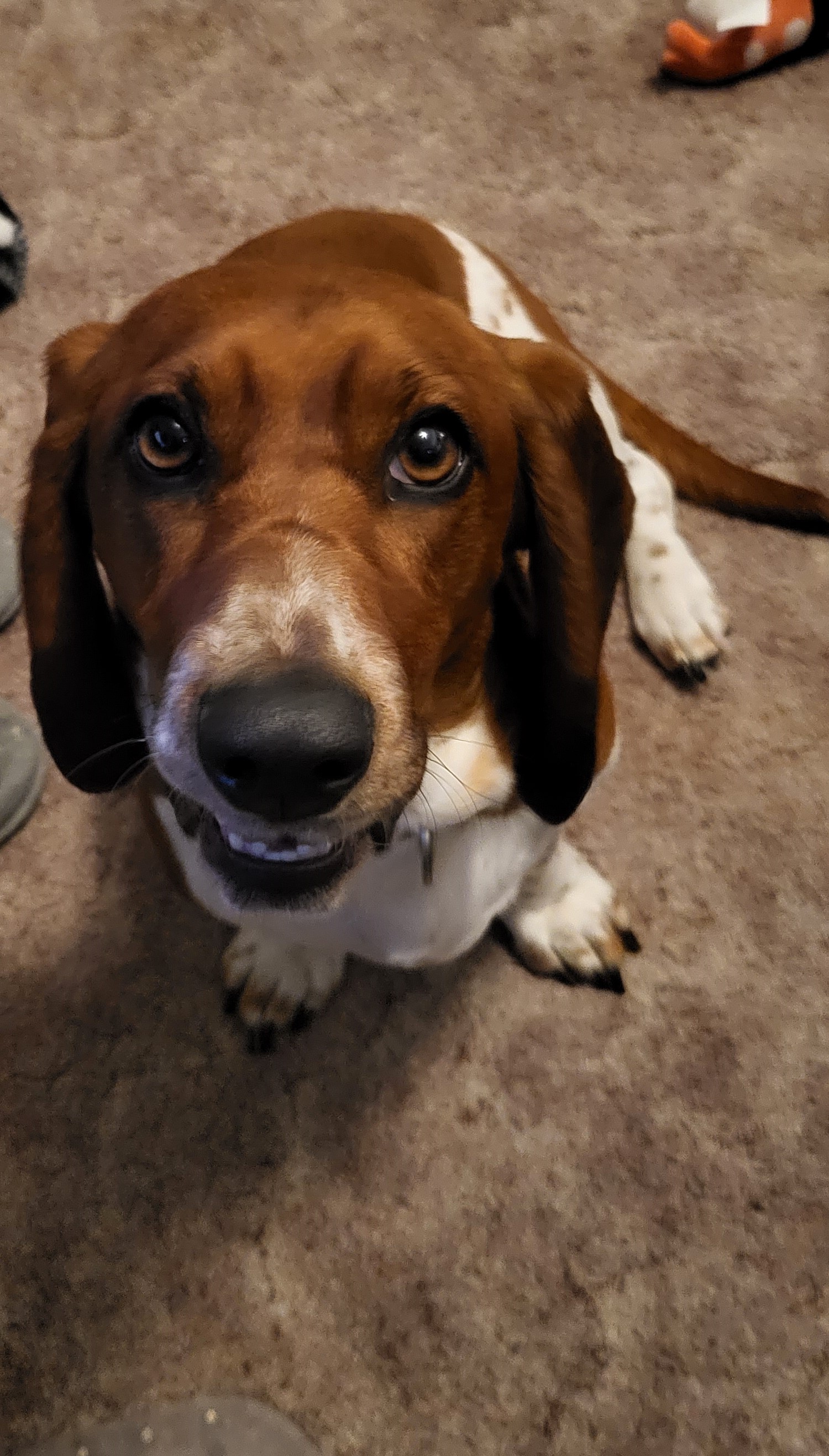 My Dog Desa smiling for the camera